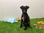 Nestje Italiaanse Windhondjes pups, België, Overige rassen, CDV (hondenziekte), 8 tot 15 weken