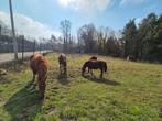 Lieve merrie gezocht, Dieren en Toebehoren, Merrie