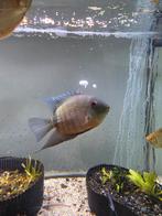 Tropische vissen, Enlèvement, Neuf, Aquarium d'eau douce rempli