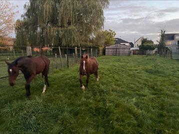 Weide + paddock te huur, Mise à l'étable, 1 cheval ou poney