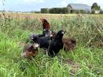 prachtige jonge araucana kippen te koop gesekst en ingeënt, Poule ou poulet, Femelle