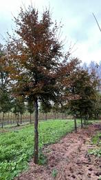 Rode beuken Bomen en leibomen fagus atropunicea in maten,, Enlèvement ou Envoi, Printemps, Espalier