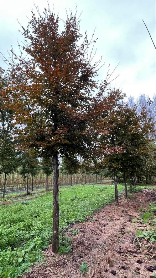 Rode beuken Bomen en leibomen fagus atropunicea in maten,, Jardin & Terrasse, Plantes | Arbres, Espalier, Printemps, Enlèvement ou Envoi