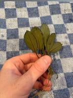 Bucephalandra 'Silver Gray', Enlèvement ou Envoi, Neuf, Plante(s), Pierre ou Bois