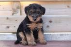 Prachtige Welsh terriër pups (ouders aanwezig), Animaux & Accessoires, Chiens | Jack Russell & Terriers, Autres races, Plusieurs