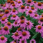 Echinacea Rudbeckia purpurea in bloempot beschikbaar, Jardin & Terrasse, Bulbes & Semences, Toute l'année, Enlèvement, Rhizome