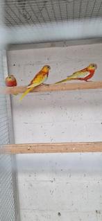 cinnamon turquoisine 2025, Dieren en Toebehoren, Meerdere dieren, Parkiet, Geringd