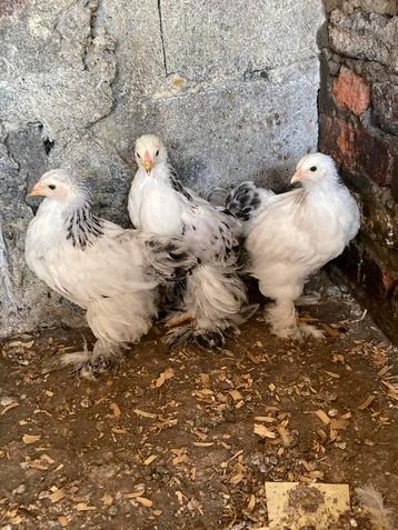 2 jonge brahma hennen en 1 haan. beschikbaar voor biedingen