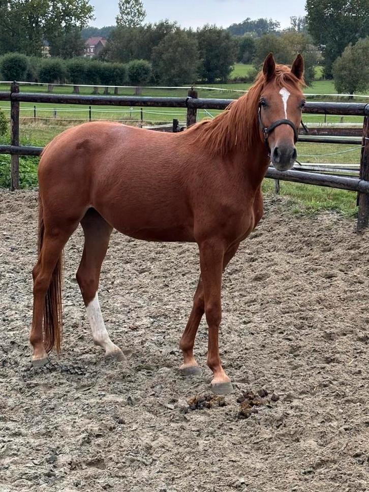 Chique 4jr merrie, Vigotendro x Crown Z, Dieren en Toebehoren, Paarden, Merrie, Onbeleerd, 160 tot 165 cm, 3 tot 6 jaar, Springpaard