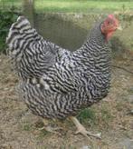 Amrock : haan + 3 hennen, Dieren en Toebehoren, Meerdere dieren, Kip