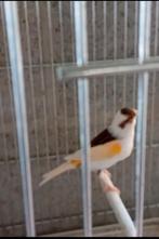 Femelle canari arlequins, Dieren en Toebehoren, Vogels | Kanaries, Vrouwelijk