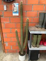 Cactus, Huis en Inrichting, Kamerplanten, Cactus, 100 tot 150 cm, In pot, Bloeiende kamerplant