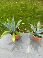 Agave, Tuin en Terras, Ophalen