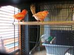 Rode kanaries koppel, Dieren en Toebehoren, Vogels | Kanaries, Meerdere dieren, Kleurkanarie