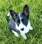 Welsh Corgi Cardigan pups, Dieren en Toebehoren, Honden | Herdershonden en Veedrijvers, CDV (hondenziekte), Meerdere, 8 tot 15 weken
