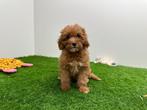 Cavapoo pups