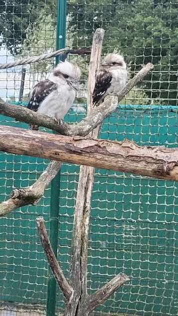 Kookaburra's beschikbaar voor biedingen