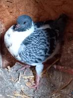 Jonge duitse modena, Dieren en Toebehoren, Overige soorten