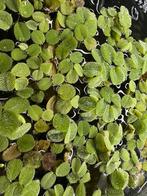 Salvinia Minima, Ophalen of Verzenden, Nieuw, Plant(en), Steen of Hout