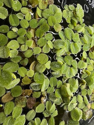 Salvinia Minima beschikbaar voor biedingen