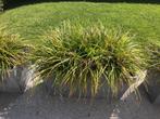Jardinière Ecopot Paris avec plantes evergreen., Tuin en Terras, Bloembakken en Plantenbakken, Ophalen