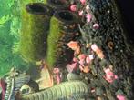 Posthoornslakken, Dieren en Toebehoren, Vissen | Aquariumvissen