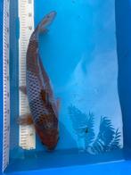 Ochiba 50cm. 2 jarig, Dieren en Toebehoren, Karper of Koi