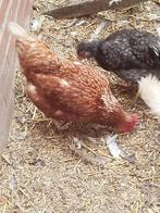 Kippen, Dieren en Toebehoren, Pluimvee