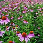 Echinacea purpurea, Tuin en Terras, Ophalen, Volle zon