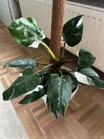 Verschillende philodendrons, Enlèvement