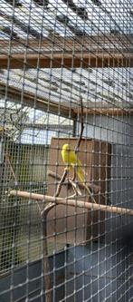 Jonge Gele halsbandparkiet  man, Dieren en Toebehoren, Vogels | Parkieten en Papegaaien, Mannelijk, Parkiet, Geringd