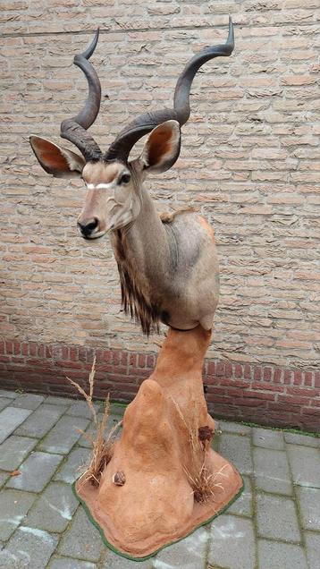 Opgezette kudu op zuil taxidermie schedel gewei jacht hert beschikbaar voor biedingen