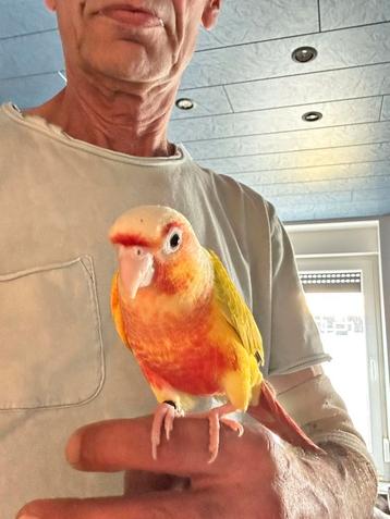 Conure suncheek red EAM beschikbaar voor biedingen