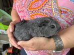 Gladhaar zilveragouti beertje