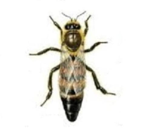 Koninginnen, Dieren en Toebehoren, Insecten en Spinnen, Bijen