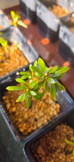 Terug beschikbaar! Azalea satsuki 'Kozan', Ophalen