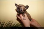 Chihuahua-pups mooi mini raszuiver zeer mooi kleintjes !, België, Fokker | Hobbymatig, 8 tot 15 weken, CDV (hondenziekte)