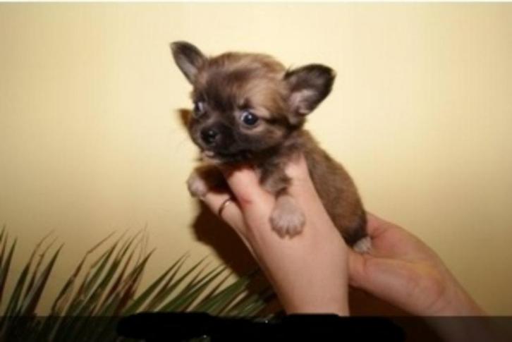 Chihuahua-pups mooi mini raszuiver zeer mooi kleintjes !, Dieren en Toebehoren, Honden | Chihuahua's en Gezelschapshonden, Meerdere dieren