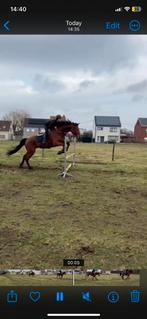 Zeer braaf rijpaard,  ruin, Dieren en Toebehoren, Paarden