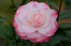 Camelia 'Nuccio's Pearl' ca. 90cm, Tuin en Terras, Ophalen of Verzenden, Overige soorten, Struik, Minder dan 100 cm