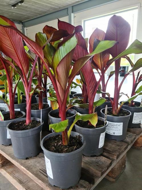Musa Ensete Maurelli  - rode banaanplant, Tuin en Terras, Planten | Tuinplanten, Halfschaduw, Ophalen