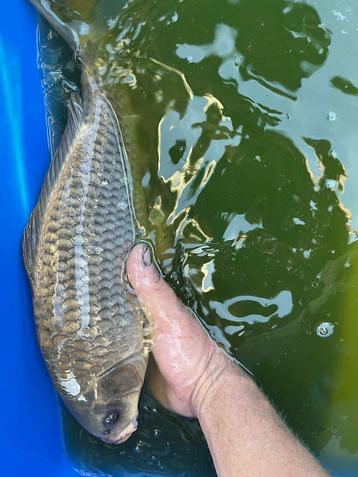 Ghost koi, 35-40cm beschikbaar voor biedingen