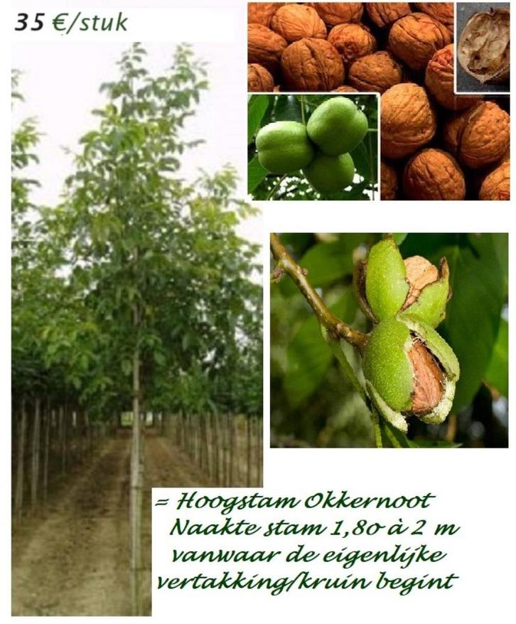 OKKERNOTELAARS VUISTNOTEN "Buccaneer" , HOOGSTAMMEN 35€/stuk, Tuin en Terras, Planten | Fruitbomen, Walnotenboom, 100 tot 250 cm