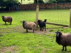 Ouessant ooien met lam, Schaap, Meerdere dieren