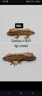 Poss 0.1 Yellow Harlequin wimpergekko baby, Dieren en Toebehoren, Reptielen en Amfibieën, Hagedis, Tam, 0 tot 2 jaar