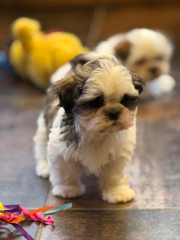 Machi pups beschikbaar voor biedingen