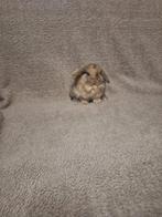 Minilop voedstertje, Dieren en Toebehoren, Vrouwelijk, Dwerg, Hangoor, 0 tot 2 jaar