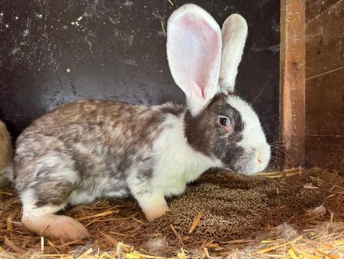 Duitse Witoor/ Vlaamse reus, Dieren en Toebehoren, Konijnen, Groot, Meerdere dieren, 0 tot 2 jaar