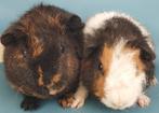 2 jonge US Teddy cavia's, Dieren en Toebehoren, Knaagdieren, Mannelijk, Cavia