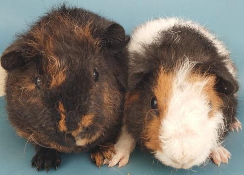 2 jonge US Teddy cavia's, Dieren en Toebehoren, Knaagdieren, Mannelijk, Cavia